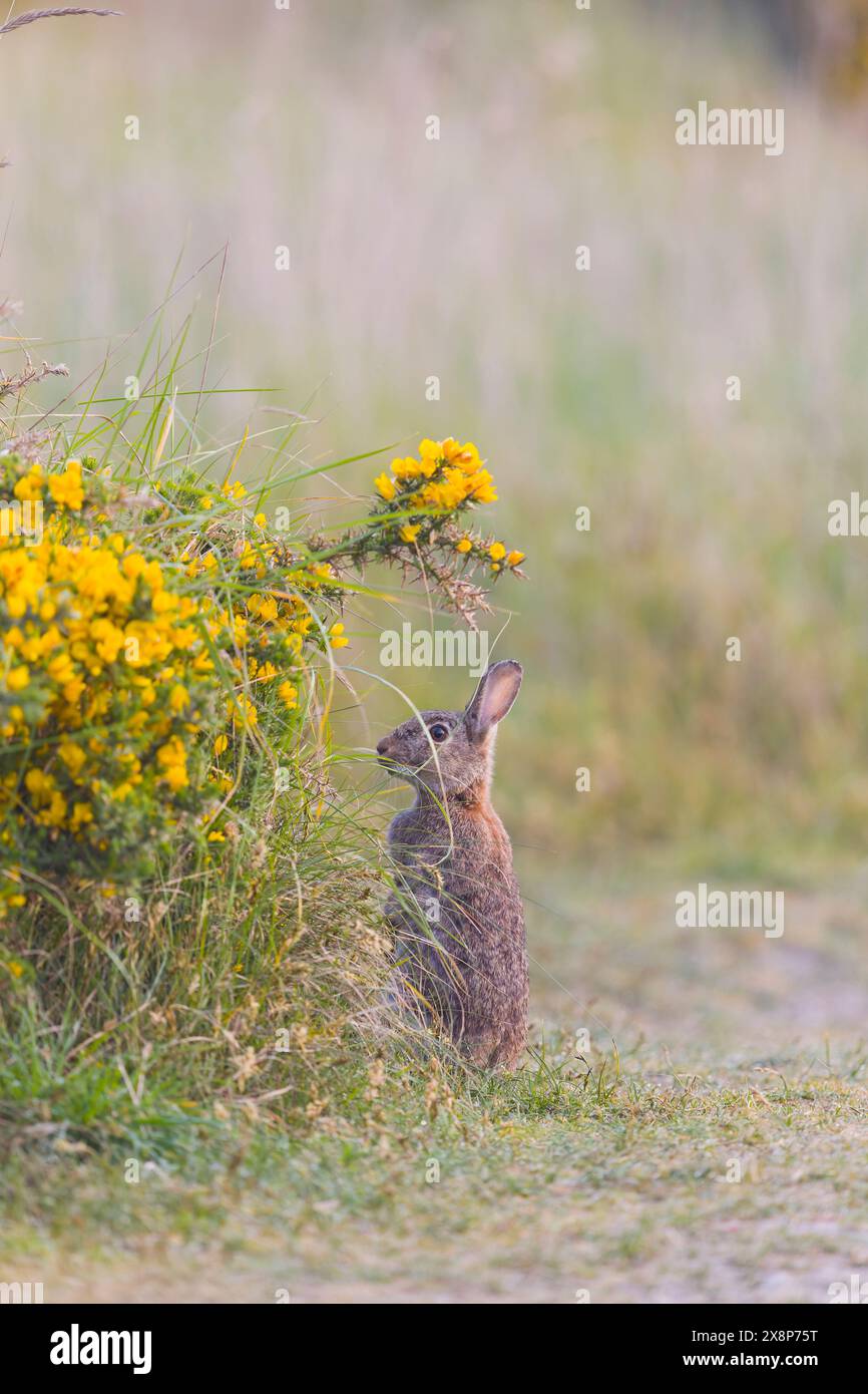 Coniglio europeo Oryctolagus cuniculus, adulto in allerta sulle dune, riserva naturale Minsmere RSPB, Suffolk, Inghilterra, maggio Foto Stock