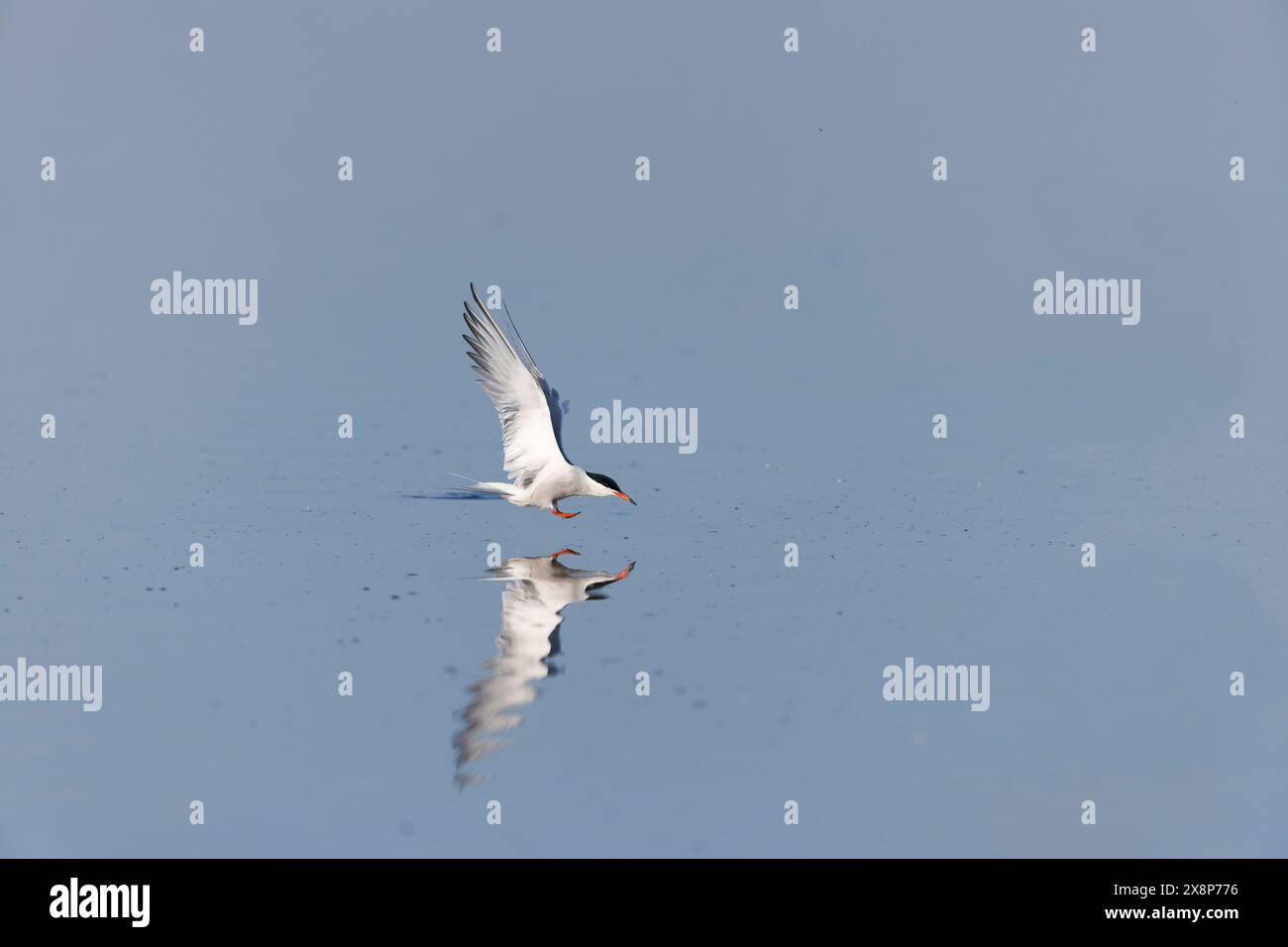 Common tern Sterna hirundo, piombaggio estivo adulti in volo, in procinto di atterrare sull'acqua, Minsmere RSPB Reserve, Suffolk, Inghilterra, maggio Foto Stock