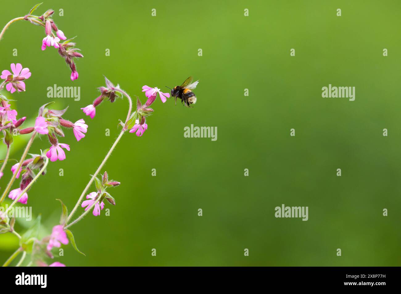 bumblebee Bombus Terrestris, adulto che vola per nutrirsi di Red campion Silene dioica, Flowers, Suffolk, Inghilterra, maggio Foto Stock