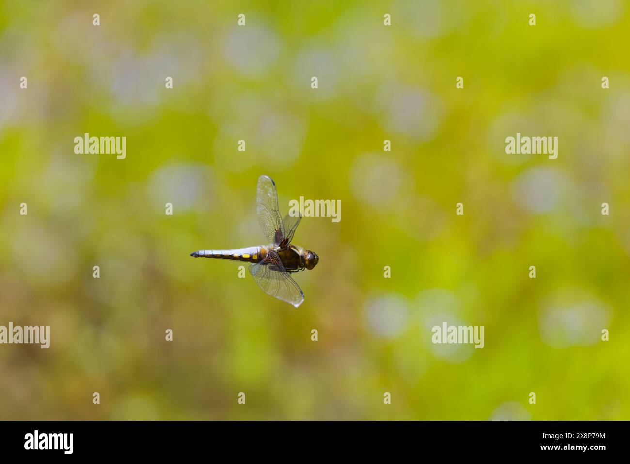 Il cacciatore di corde Libellula depressa, pilota di sesso maschile adulto, Suffolk, Inghilterra, May Foto Stock