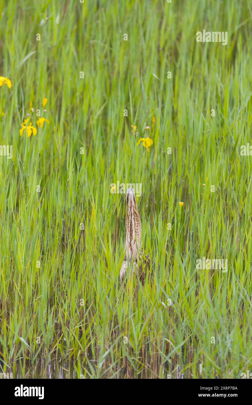 Great bittern Botaurus stellaris, maschio adulto in piedi tra canne fresche e Iris giallo pseudacorus, Minsmere RSPB Reserve, Suffolk, Inghilterra, maggio Foto Stock