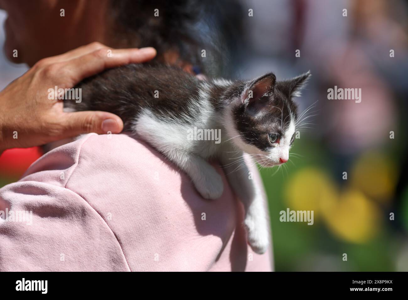 Profondità di campo bassa (messa a fuoco selettiva) dettagli con le mani di una donna che tiene in mano un gattino salvato durante un evento di adozione animale. Foto Stock