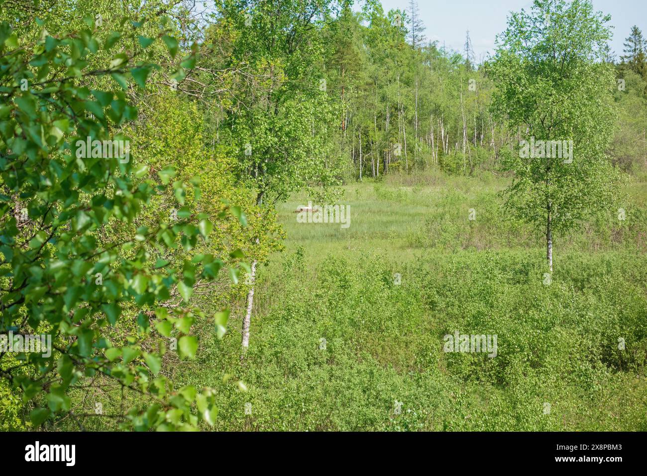Palude con lussureggianti alberi di betulla in estate Foto Stock