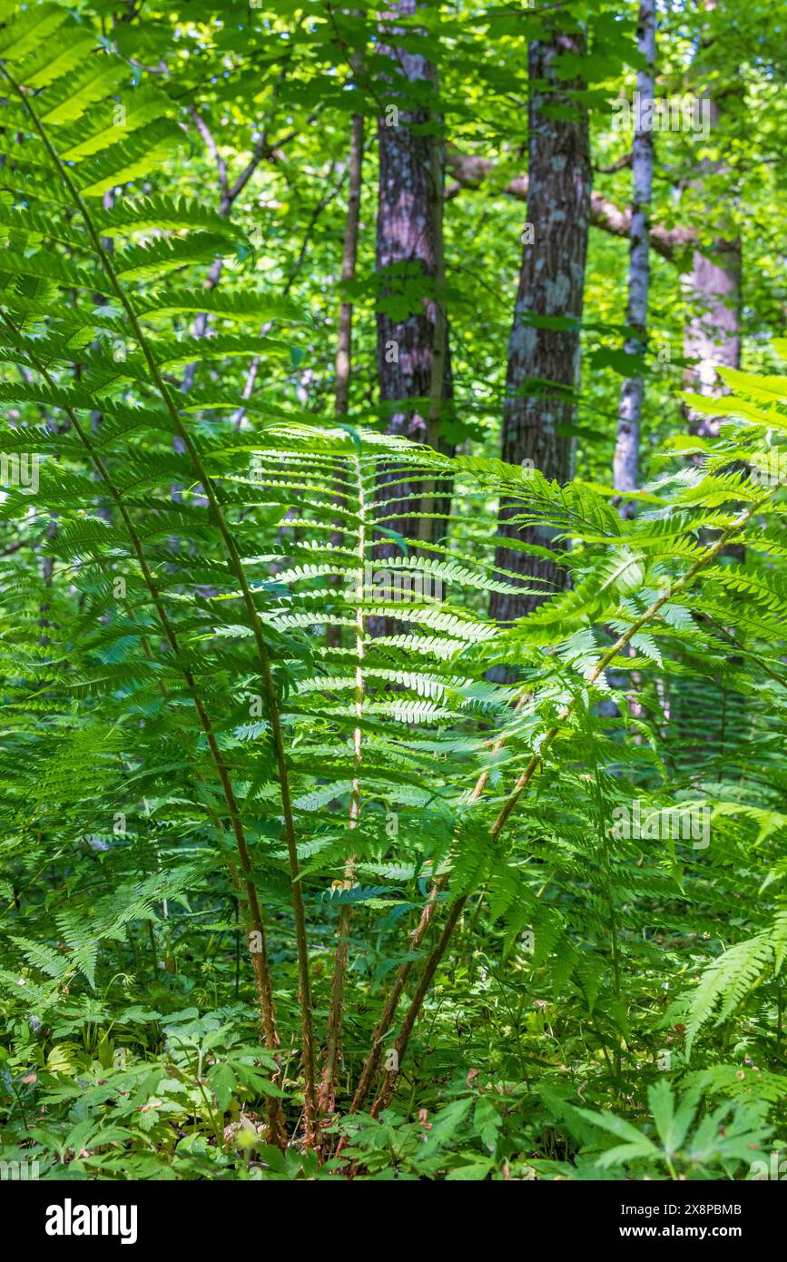 Felce verde lussureggiante in un bosco in estate Foto Stock