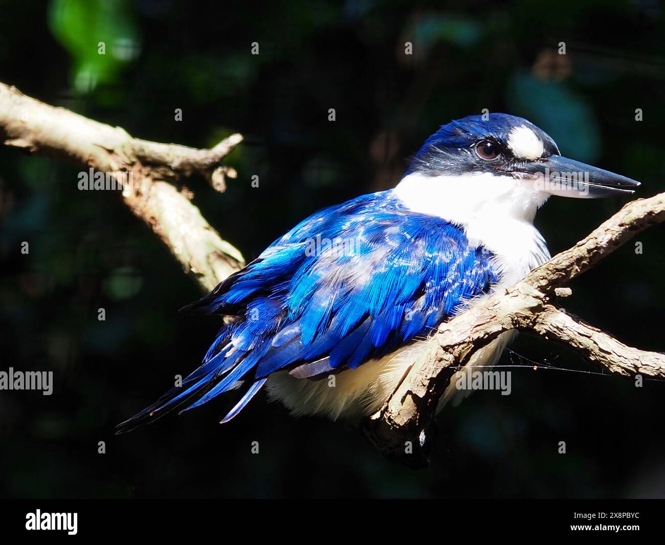 Fantastico Kingfisher maschio della foresta con occhi luminosi e piumaggio scintillante. Foto Stock