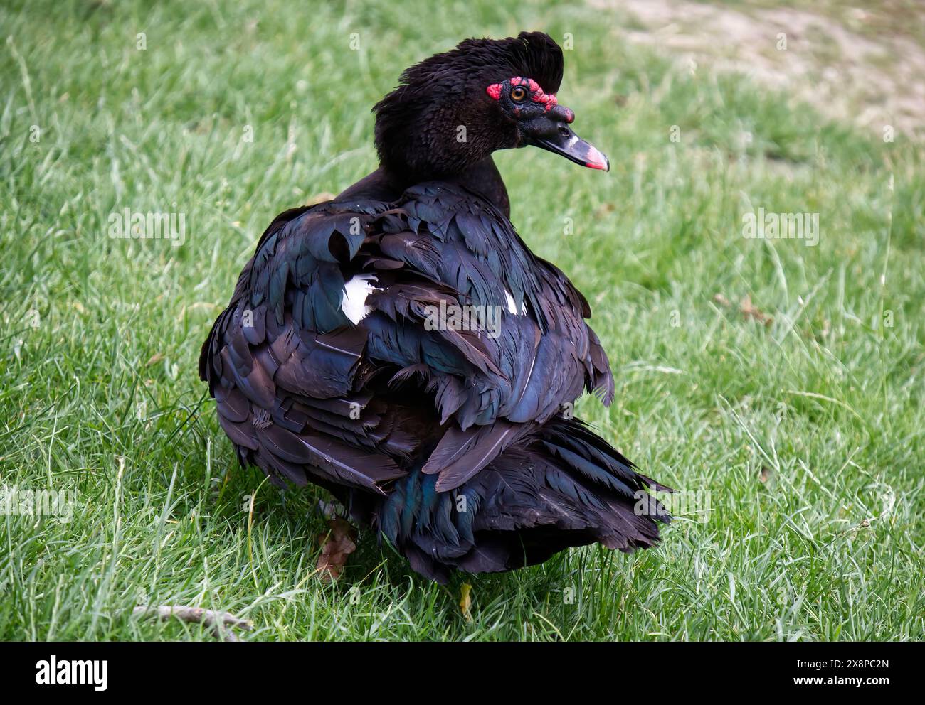 Un'anatra moscovita, Cairina Moschata, nel parco cittadino. Bologna, Italia. Foto Stock
