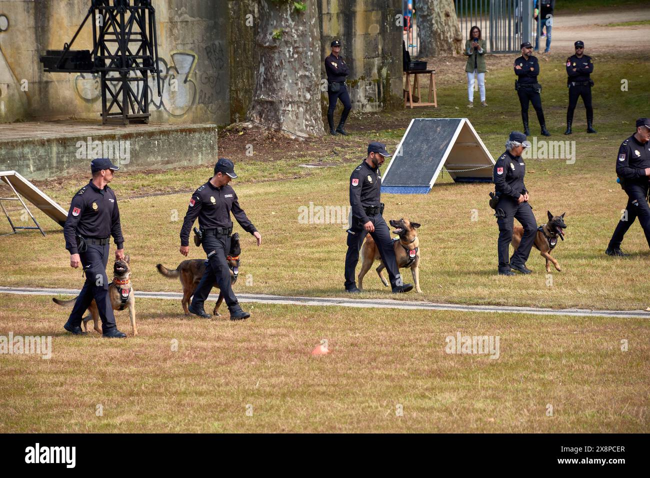 Vigo, Pontevedra, Spagna; 26 maggio 2024; sfilata di cani appartenenti all'Associazione Guide Canine della polizia Nazionale in una mostra nel Cast Foto Stock