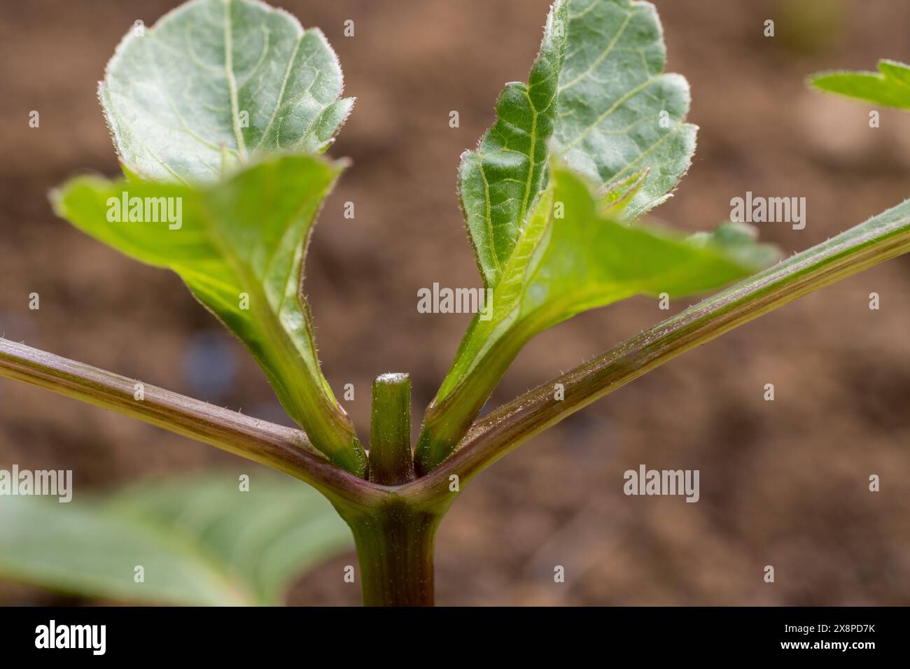 Fiori pizzicanti. Pizzicare o intestare una parte della crescita della nuova pianta incoraggia le piante a produrre più rami, quindi più fiori. Foto Stock
