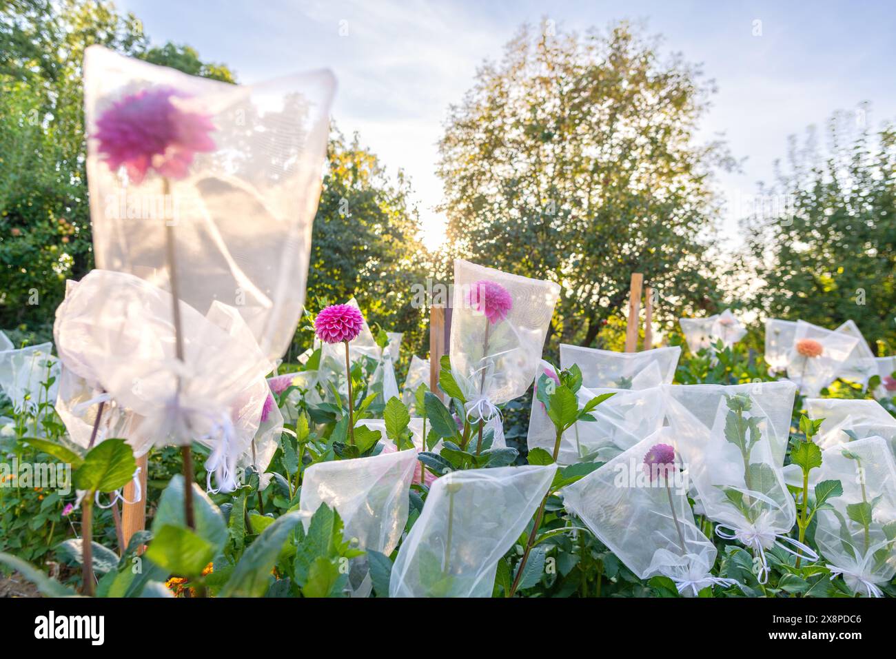 Campo di Dahlia in fiore. Coltivazioni di fiori recisi ecologiche. Uso di sacchetti di organza sui fiori di dahlia per proteggere i parassiti dell'againgst. Pratiche di crescita sostenibile. Foto Stock