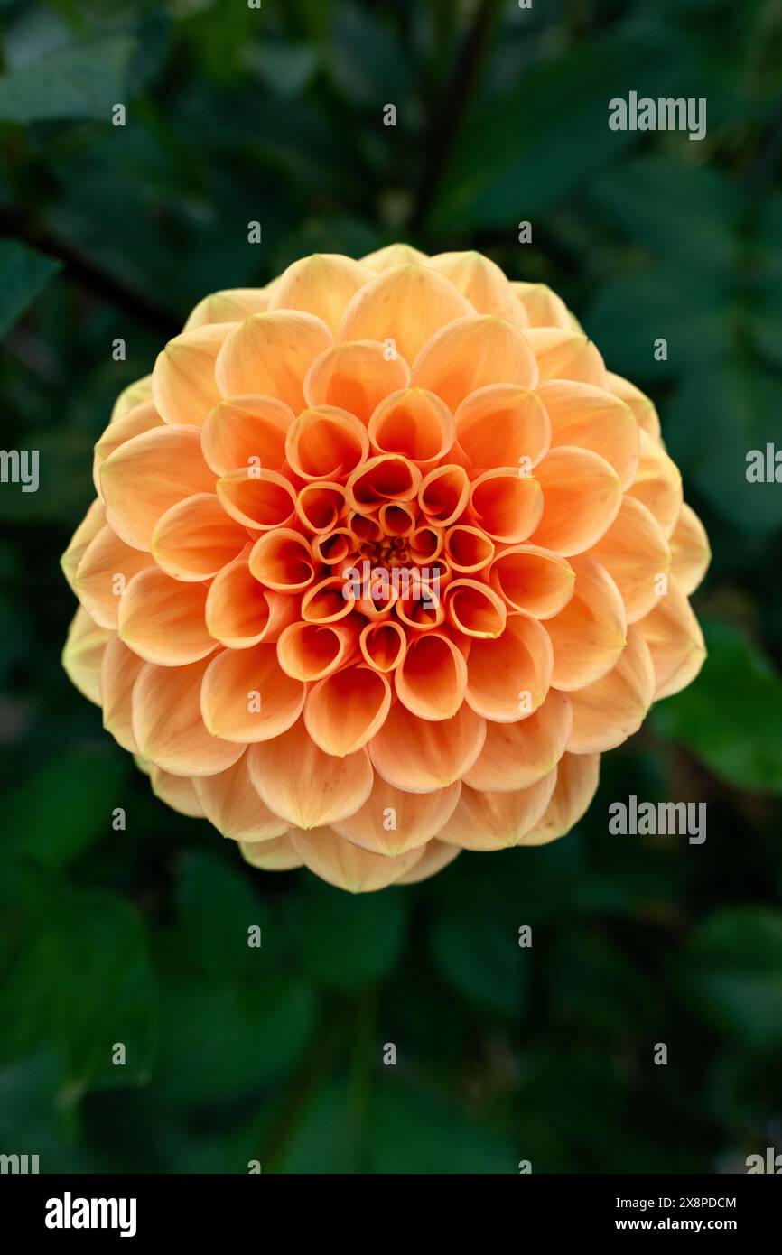 Sylvia dahlia fiore. Bellissima varietà di palle colorate albicocche dahlia da vicino. Foto Stock