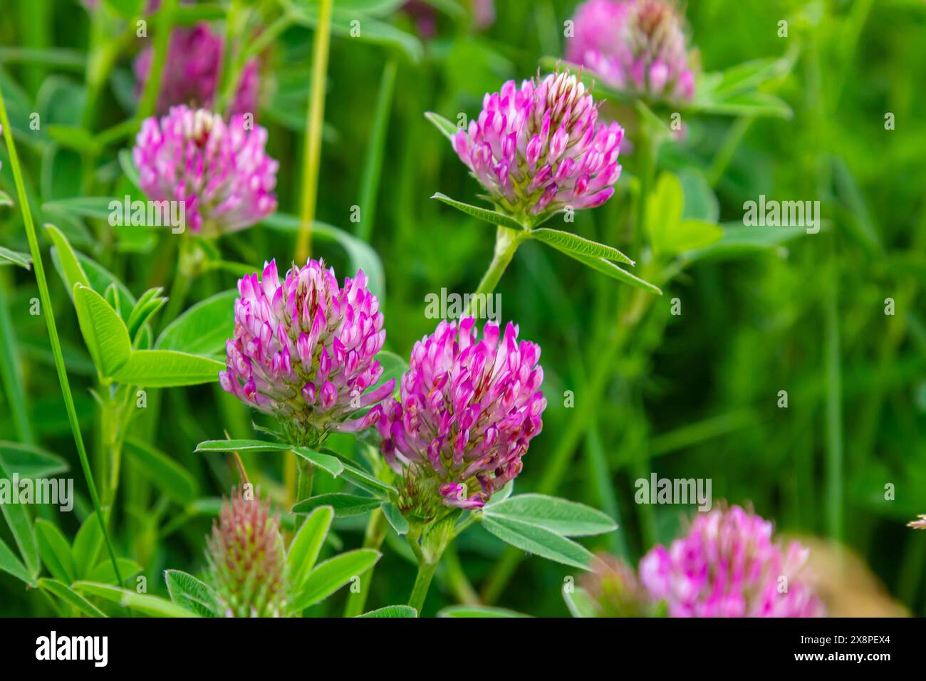 Questo è il fiore selvatico Trifolium alpestre, il trifoglio di globo viola o trifoglio a testa di gufo, della famiglia Fabaceae. Foto Stock