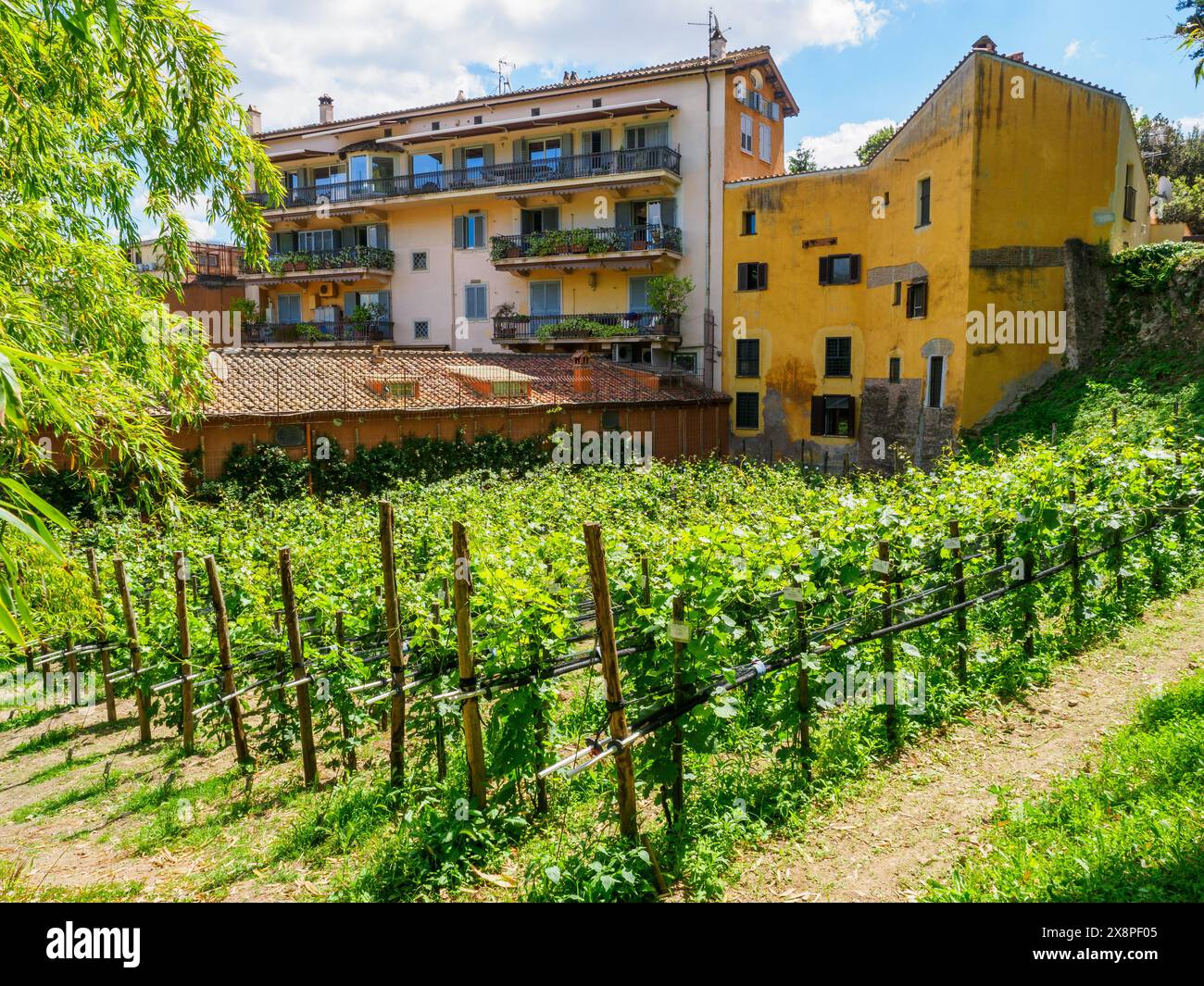 Vigneto nell'Orto Botanico di Roma, situato alle pendici del Gianicolo, nell'antico parco di Villa Corsini, un tempo residenza di Cristina di Svezia. La struttura dipende dal Dipartimento di Biologia ambientale dell'Università di Roma "la Sapienza" - Roma, Italia Foto Stock