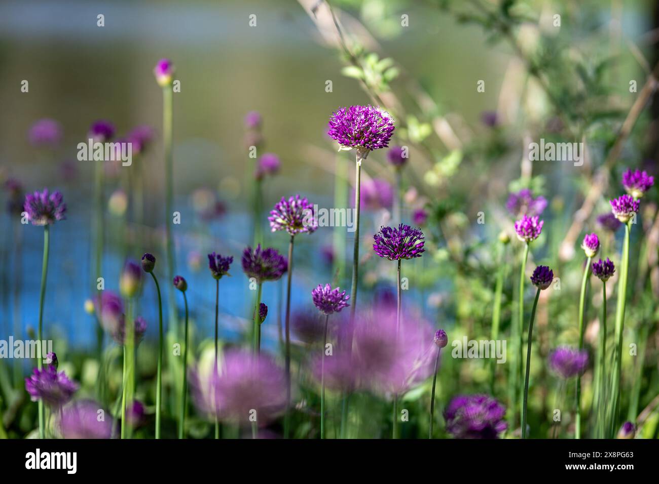Primo piano con un soffice sfondo di Allium che fiorisce nel parco sul lungomare Åbackarna a metà maggio a Norrköping, Svezia. Foto Stock