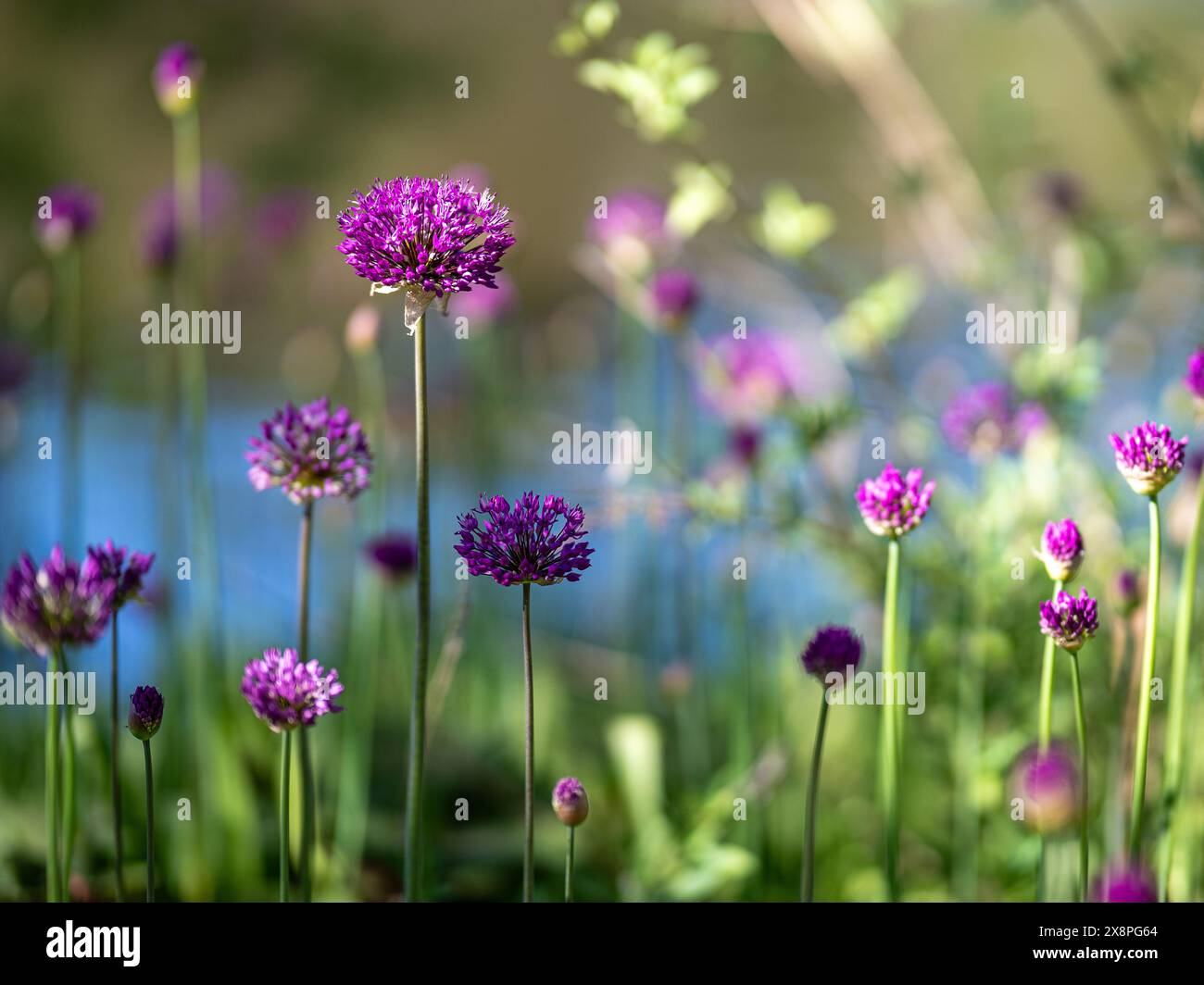 Primo piano con un soffice sfondo di Allium che fiorisce nel parco sul lungomare Åbackarna a metà maggio a Norrköping, Svezia. Foto Stock