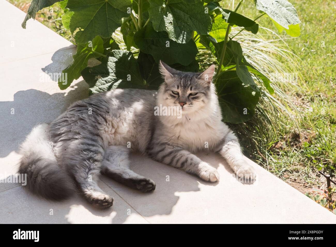 Adorabile gatta domestica grigia che giace sulla terrazza del giardino Foto Stock