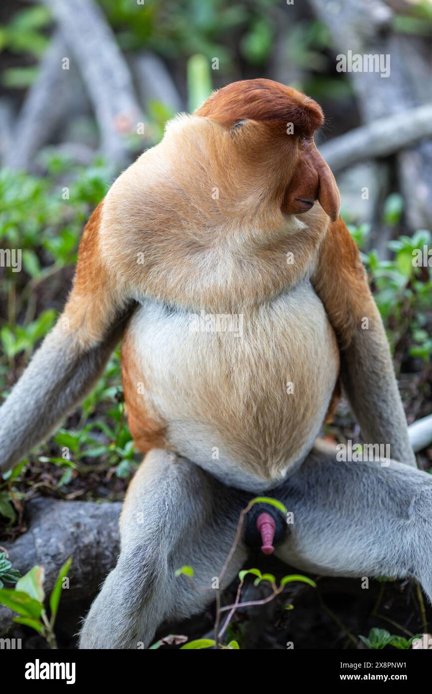 Proboscis Monkeys al Labuk Bay Sanctuary a Sepilok, Sabah, Borneo malese. Foto Stock
