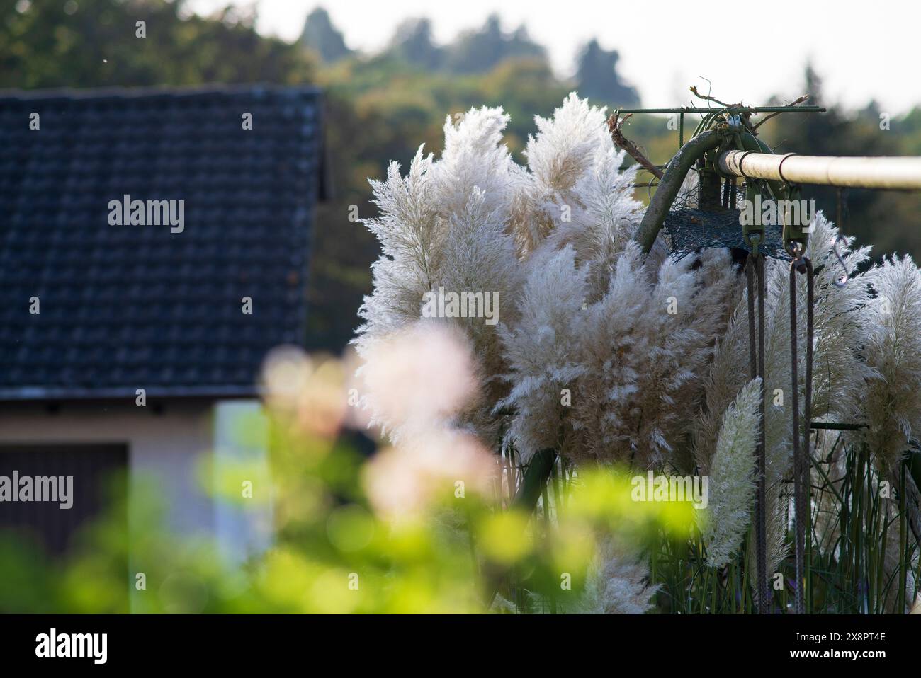 Cespugli di erba pampas nel cortile posteriore vicino al gruppo altalena Foto Stock