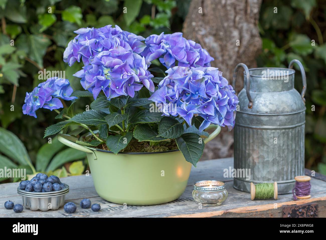 sistemazione in giardino con ortensie blu macrofilla e mirtilli freschi Foto Stock