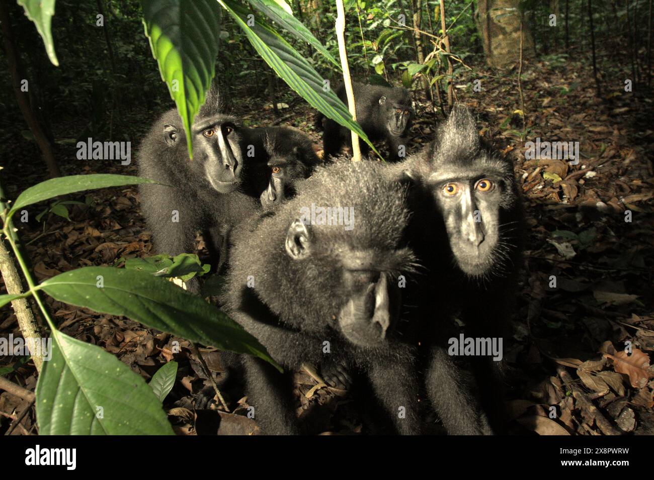 I macachi color nero di Sulawesi (Macaca nigra) osservano la macchina fotografica, mentre vengono fotografati nella riserva naturale di Tangkoko, Sulawesi settentrionale, Indonesia. Foto Stock