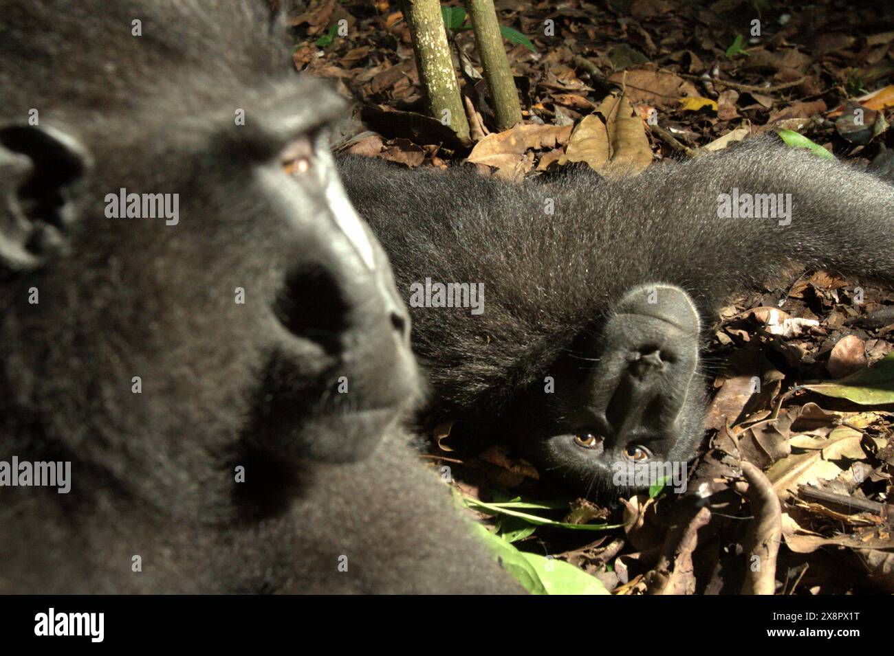 I macachi di Sulawesi crestati neri (Macaca nigra) mostrano gesti amichevoli davanti alla telecamera, nella riserva naturale di Tangkoko, Sulawesi settentrionale, Indonesia. Foto Stock
