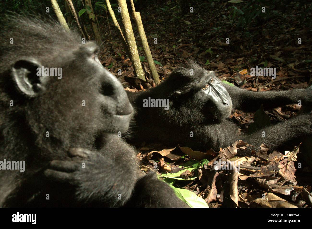 I macachi di Sulawesi crestati neri (Macaca nigra) mostrano gesti amichevoli davanti alla telecamera, nella riserva naturale di Tangkoko, Sulawesi settentrionale, Indonesia. Foto Stock