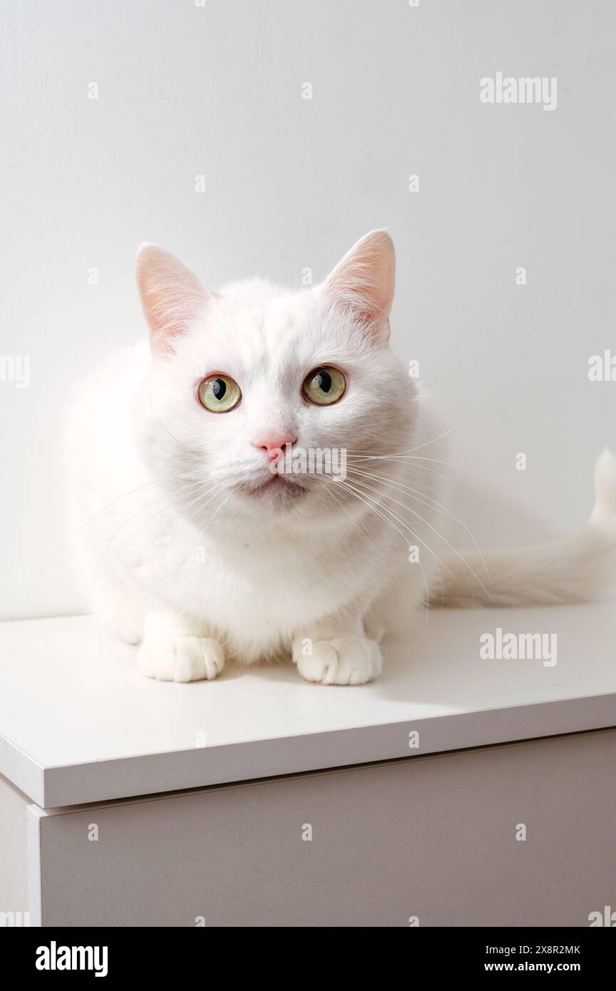 Un gatto bianco si siede su una cassettiera e guarda avanti Foto Stock