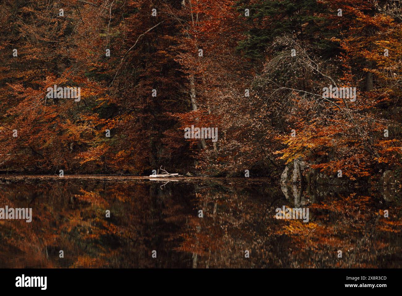 Tranquillo lago autunnale con vivaci riflessi degli alberi Foto Stock