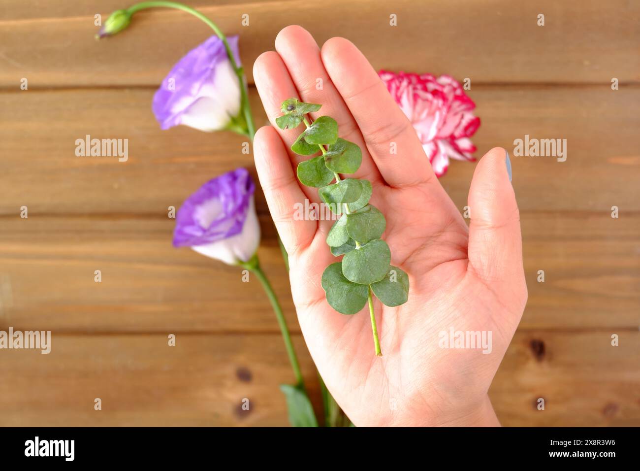 Mano che tiene l'eucalipto con fiori colorati Foto Stock