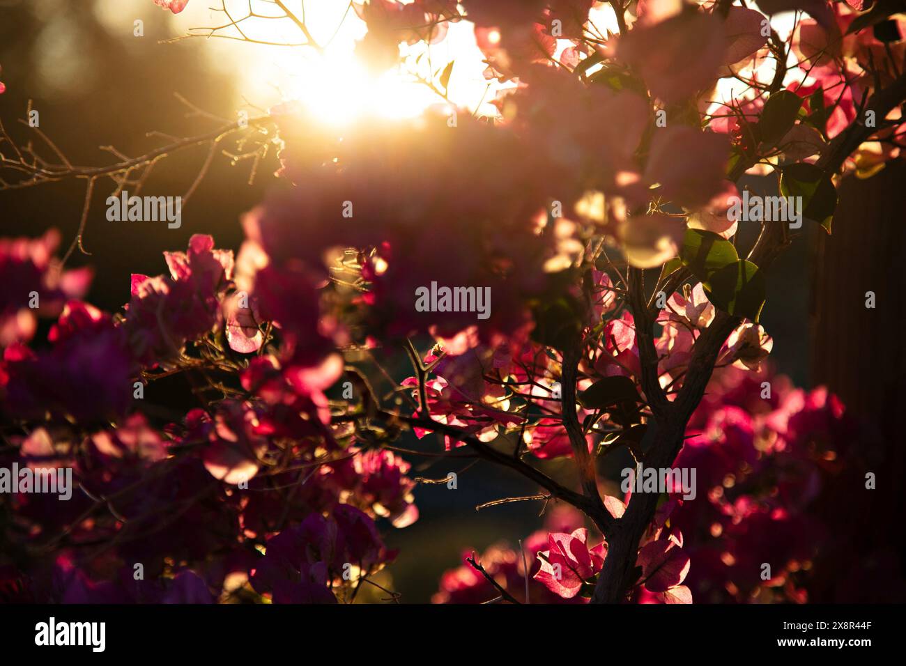 La luce del tramonto filtra attraverso le bouganville rosa Foto Stock