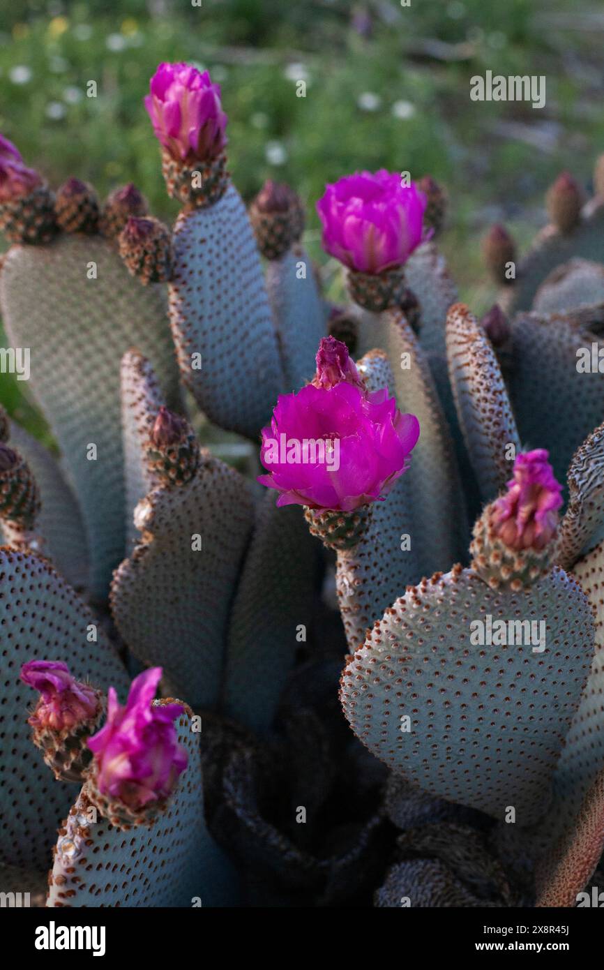 Cactus a coda d'api in fiore con vivaci fiori rosa Foto Stock