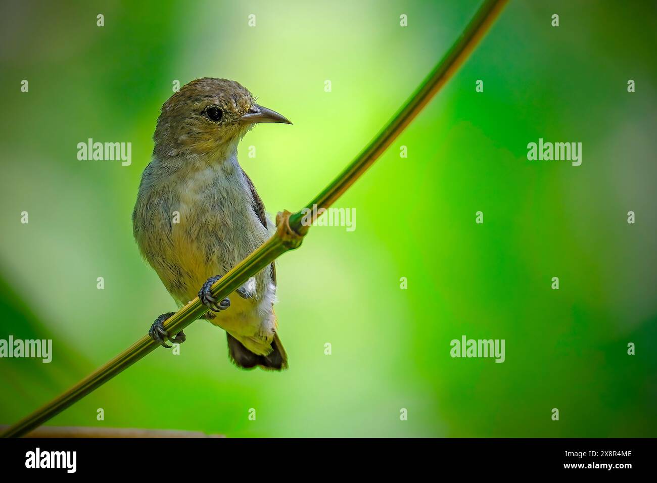 Indonesia piccolo uccello appollaiato sull'albero Foto Stock