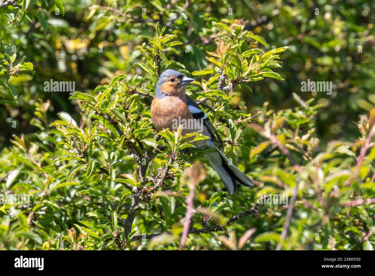 Un maschio Chaffinch, Fringilla coelebs arroccato su un albero nel Sussex, Regno Unito Foto Stock