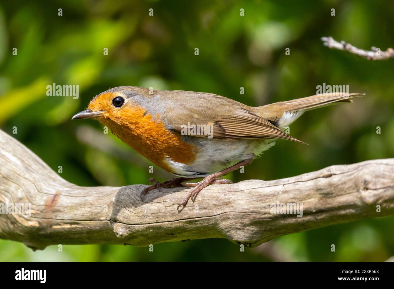 Robin, erithacus rubecula arroccato su un ramo in un giardino nel Sussex, Regno Unito Foto Stock