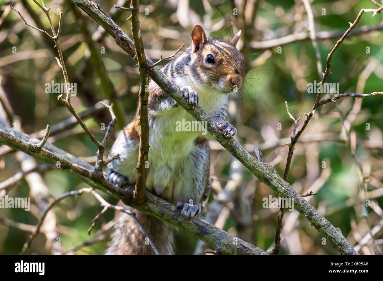 Uno scoiattolo grigio, Sciurus carolinensis, si trova tra i rami di un albero nel Sussex, Regno Unito Foto Stock