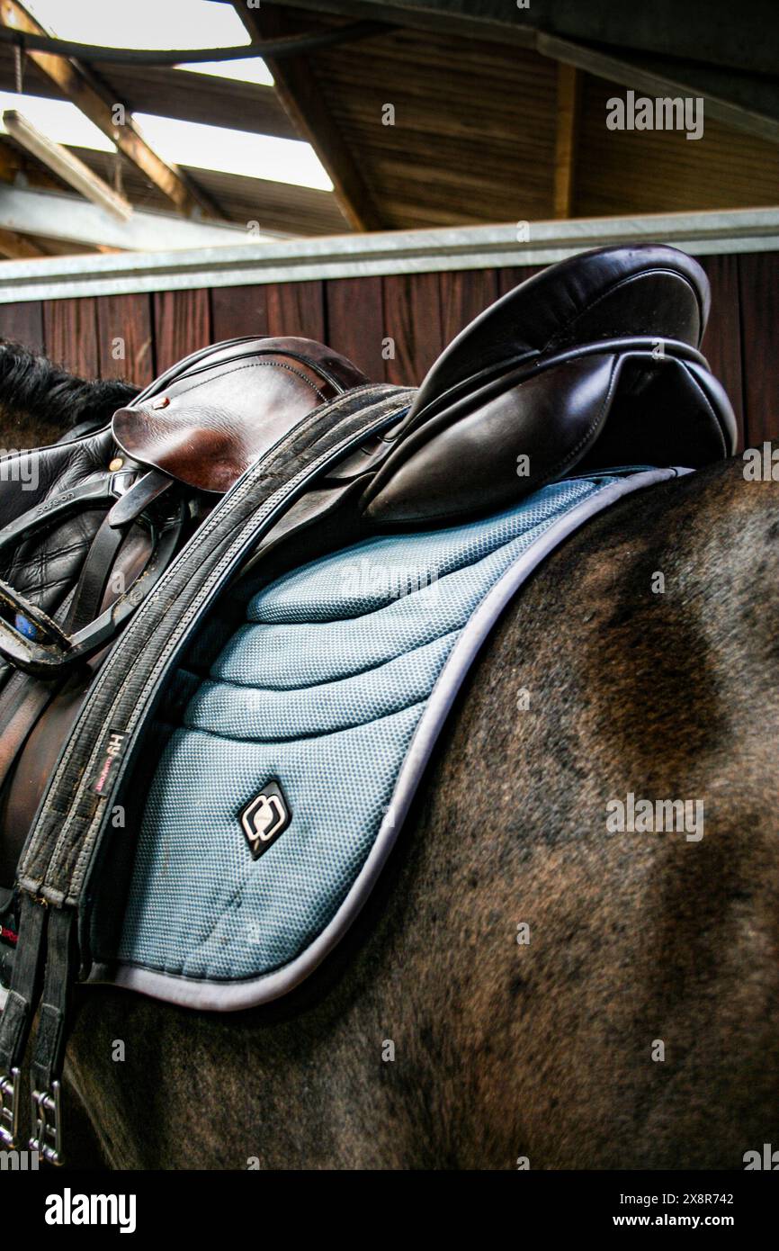 cavalli ed equestri Foto Stock