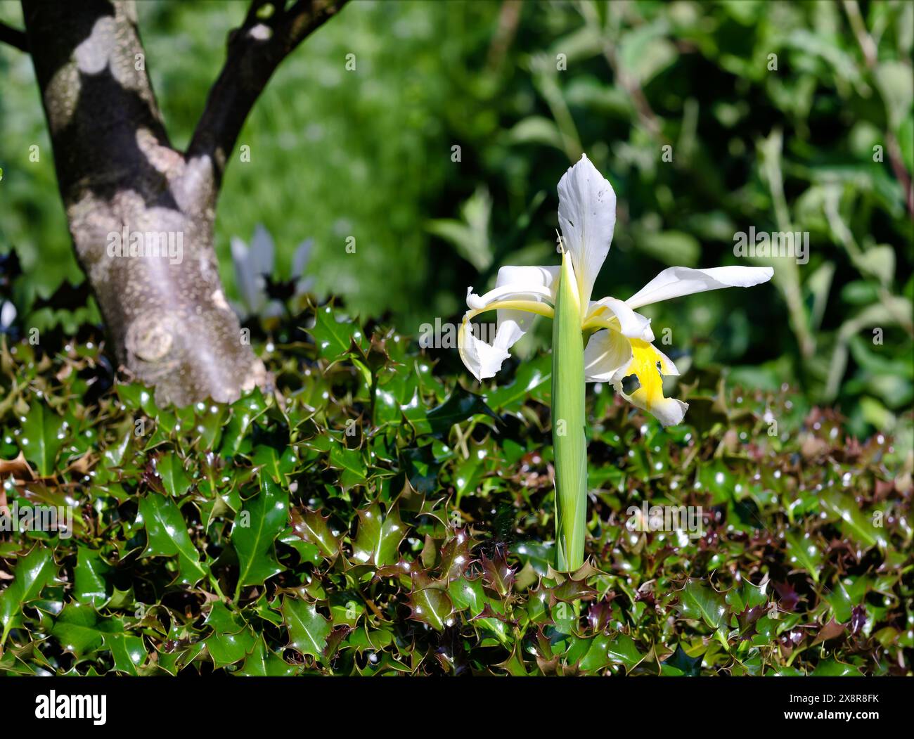 La giovane Iris fiorisce attraverso la falsa holly Foto Stock