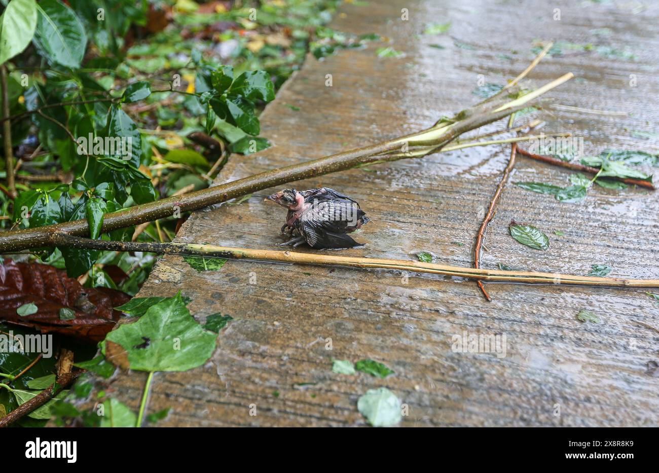 Laguna, Calabarzon, Filippine. 26 maggio 2024: Un giovane uccello il cui nido era in un albero sradicato dal tifone Aghon. Previsione come grave depressione tropicale, la prima tempesta che ha colpito l'arcipelago quest'anno Aghon (nome internazionale Ewiniar) ha sorpreso i filippini per intensità devastante: Inondazioni, distruzioni, interruzioni di corrente/acqua previste per giorni, cadute di alberi, centinaia di soccorsi e famiglie nei centri di evacuazione. Riclassificato come tifone, gov ha annunciato aiuti umanitari. In poche ore, il paese è passato da record di caldo di mesi e siccità estrema a piogge torrenziali e inondazioni. Crediti: Kevin Izorce/Alamy Live News Foto Stock