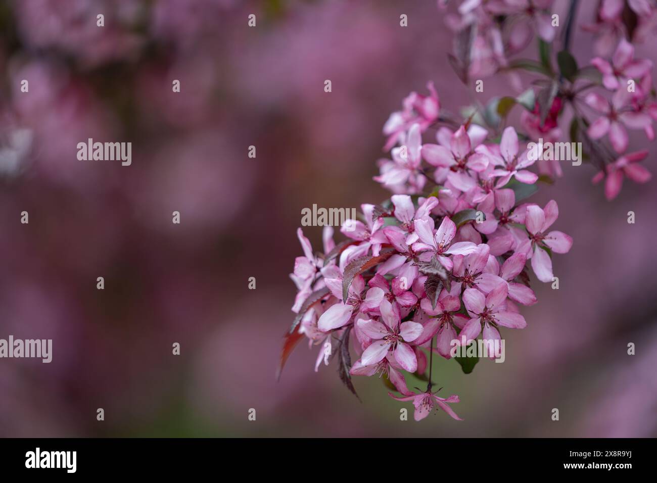 Sfondo in fiore viola. Un ramo fiorente di un Malus sargentii, il crabapple Sargent o la mela Sargent. Fioritura viola di mele paradisiache o cr Foto Stock