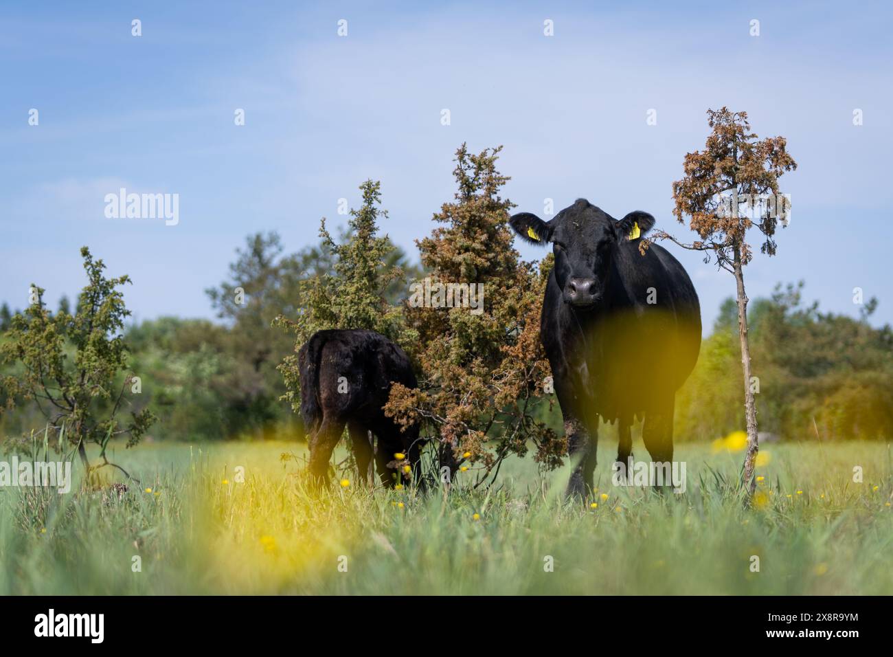 Bestiame e vitello Black Angus a Springtime. Mucca e vitello in un prato sulla spiaggia. Foto Stock