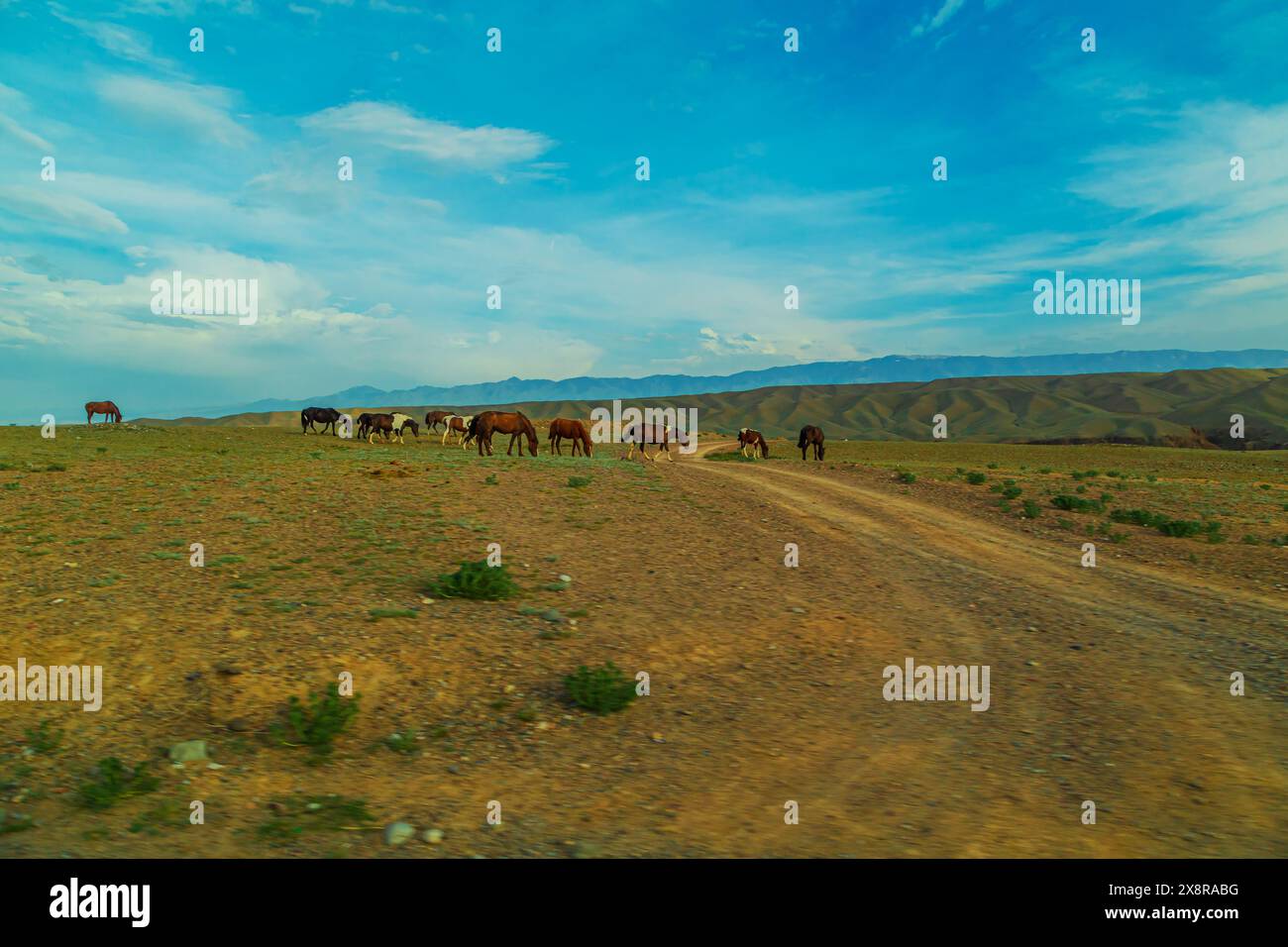 I cavalli pascolano nella steppa kazaka sullo sfondo delle montagne. Sera, tramonto. Quartiere di Almaty, Kazakistan - 5 maggio 2024. Foto Stock