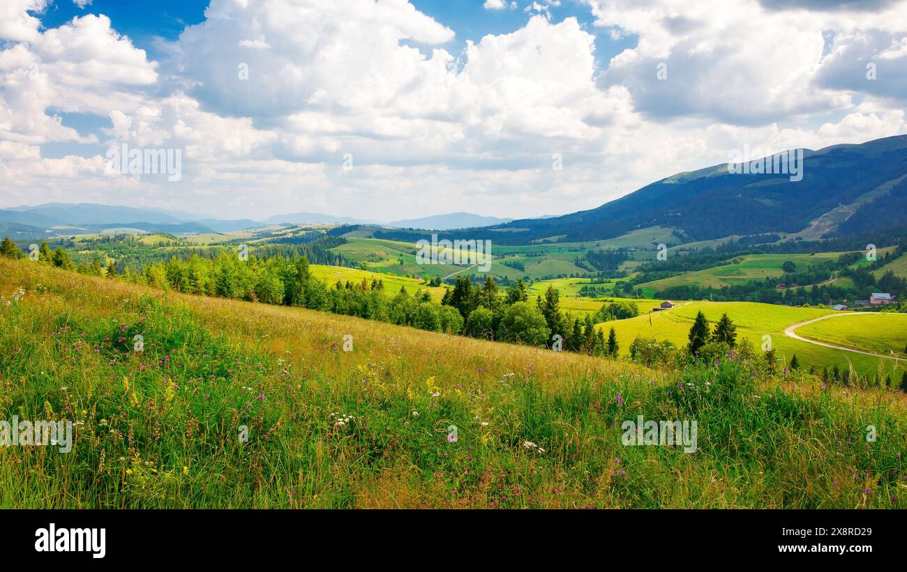 paesaggio rurale nelle montagne dei carpazi dell'ucraina. paesaggio di campagna alpina con prati erbosi e dolci colline boscose in estate. bella via Foto Stock