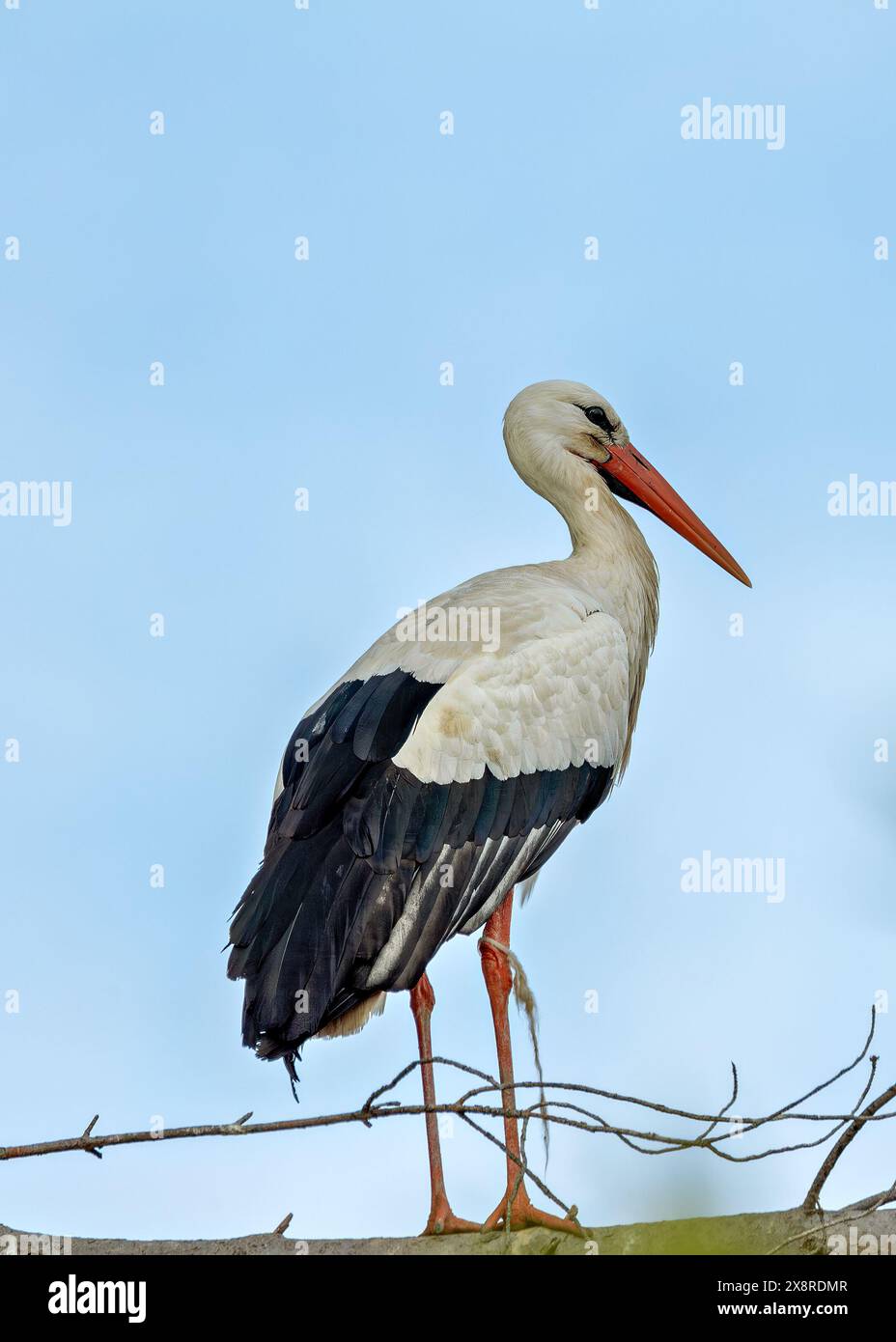 La cicogna bianca, nota per le sue lunghe gambe e il becco, si nutre di insetti e piccoli vertebrati. Questa foto cattura la sua posizione maestosa in un habitat prato Foto Stock