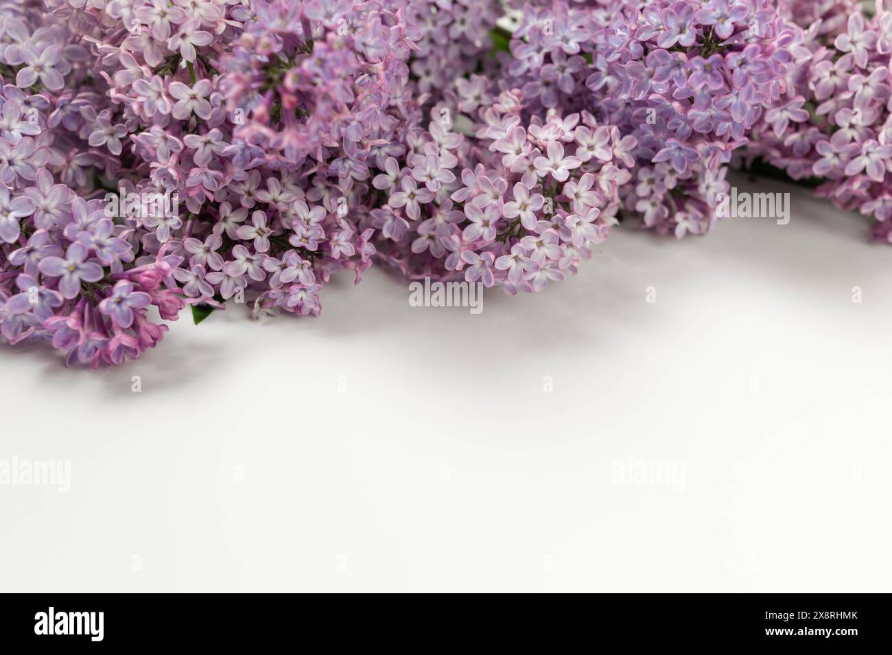 Fiori lilla viola su sfondo bianco. Carta da parati primaverile, spazio copia. Foto Stock