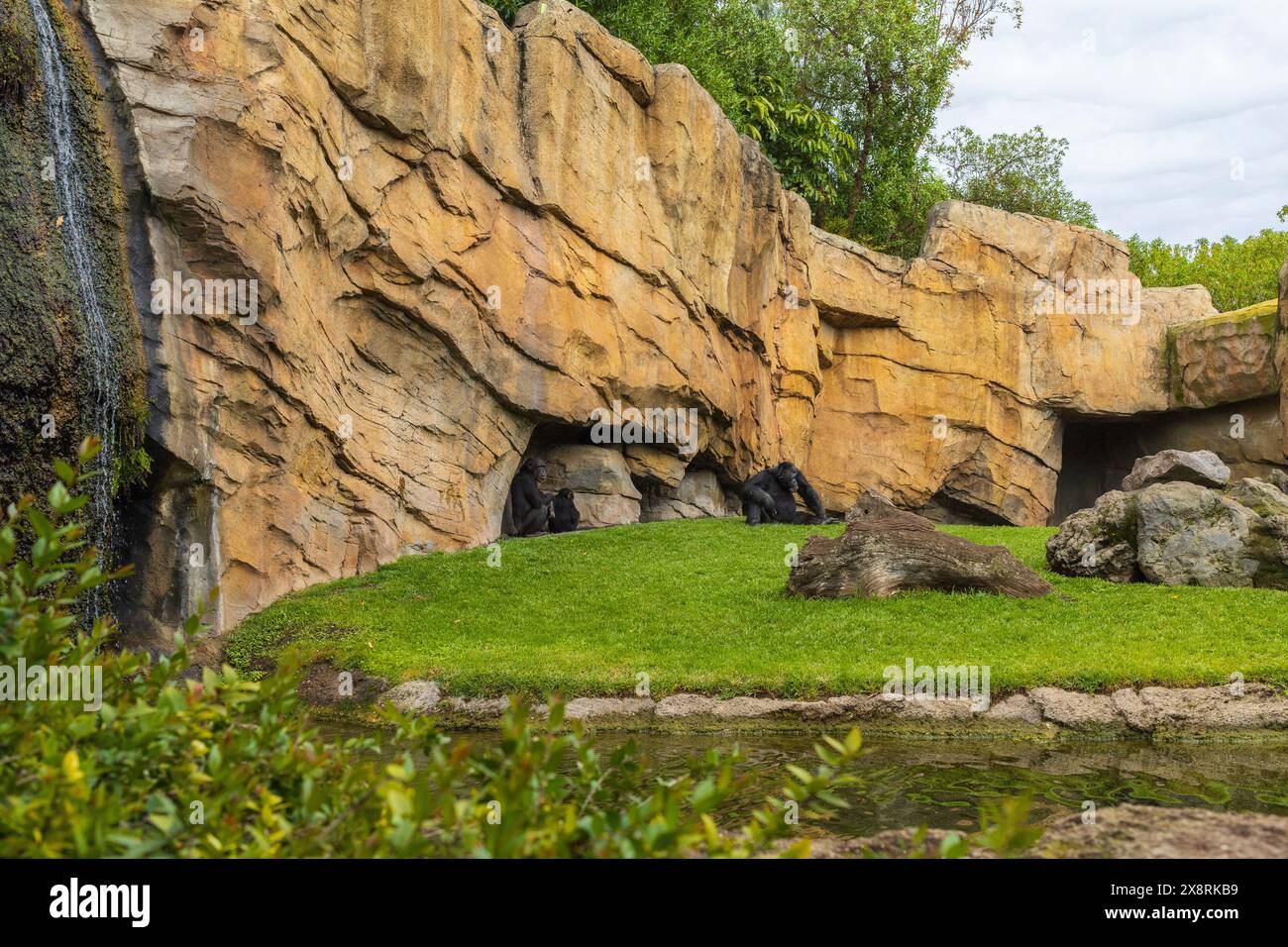 Gorilla nel parco zoologico Bioparc di Valencia, Spagna, gruppo di primati nel paesaggio naturale Foto Stock