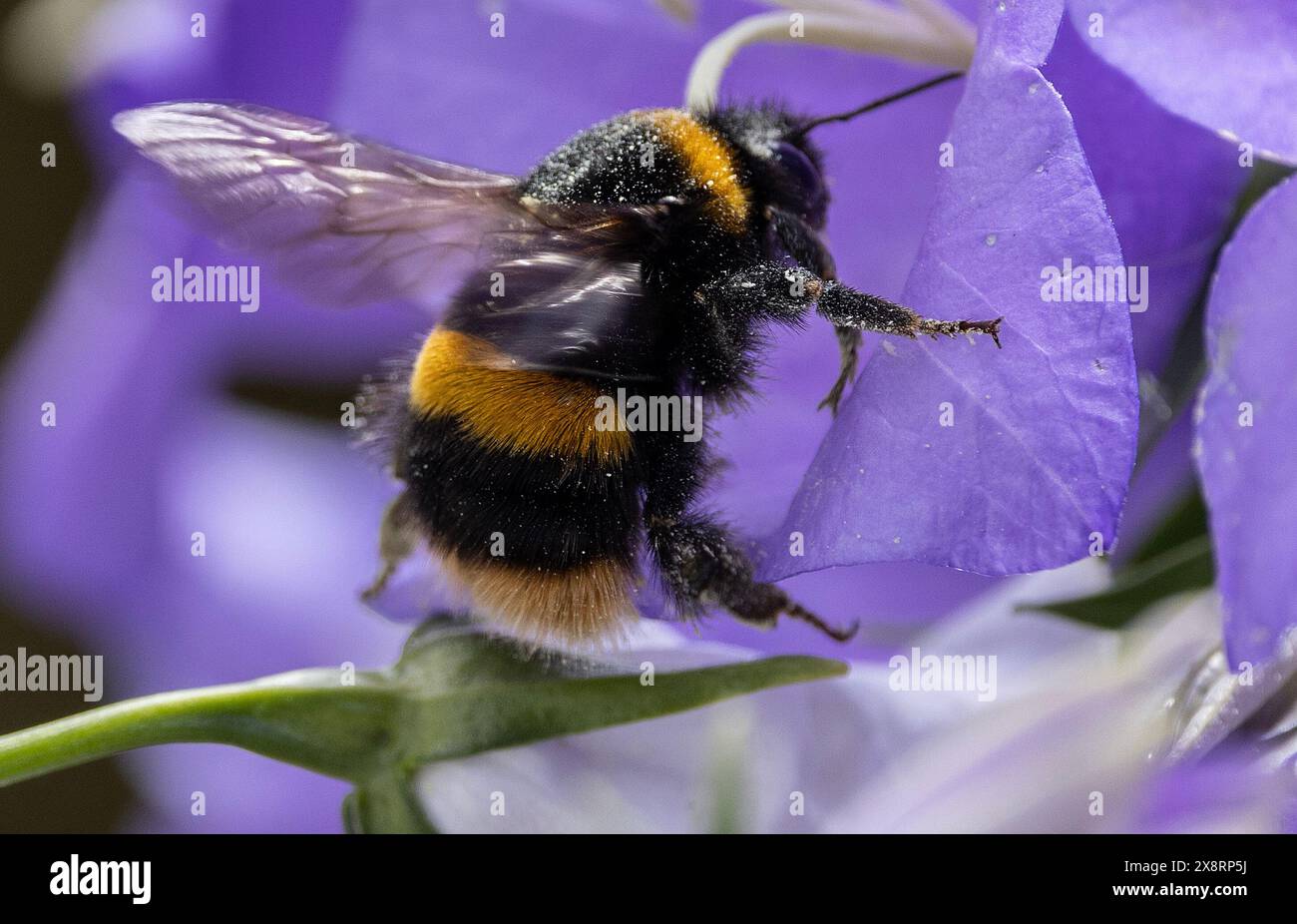 Un bumblebee coperto di polline visita un fiore Foto Stock