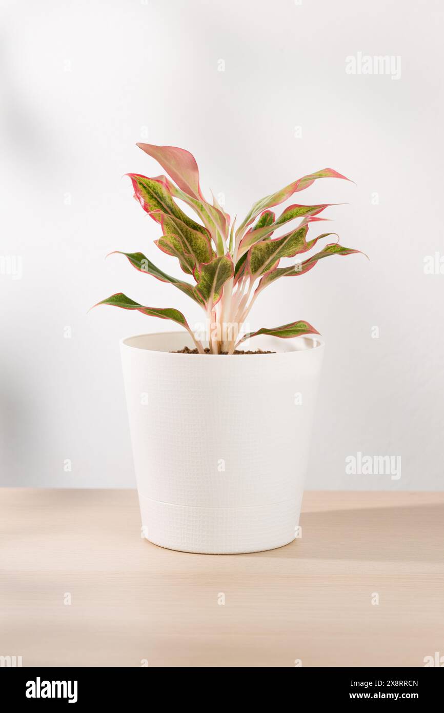 Aglaonema creta o Rosso cinese sempreverde. Una vivace pianta in vaso con foglie rosa e verdi migliora l'estetica degli interni e la qualità dell'aria. Foto Stock