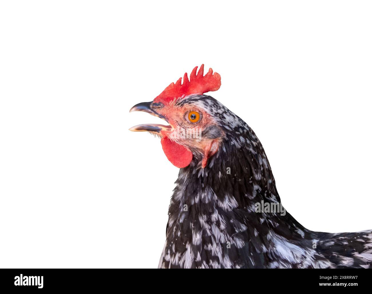Gallina macchiata in bianco e nero isolata su bianco. Pollo femminile. Gallus gallus domesticus. Apertura motorizzata. Foto Stock