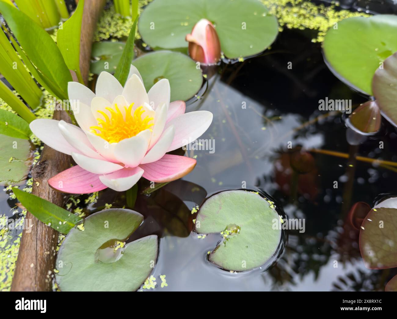 Water Lilies nel laghetto in giardino Foto Stock