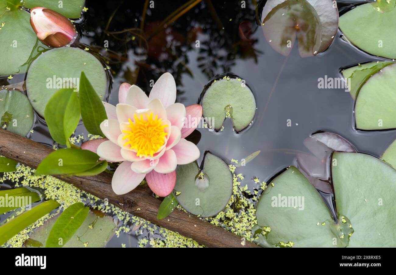 Water Lilies nel laghetto in giardino Foto Stock