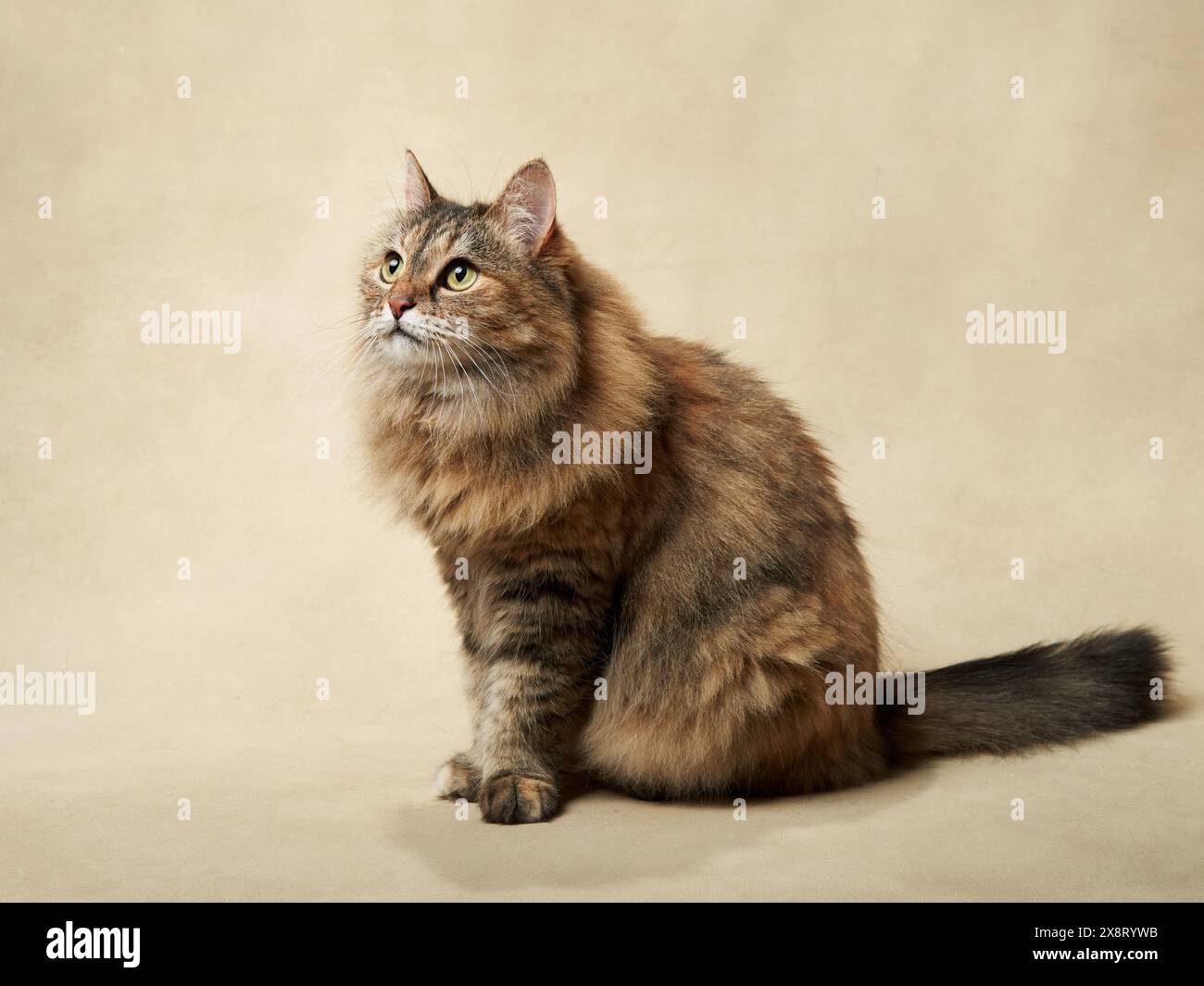 Un maestoso e soffice gatto da tabby siede graziosamente, guardando verso l'alto con vivo interesse. Animali domestici nel monolocale Foto Stock